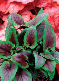 Viola X Koreana 'Heartthrob' Violet -SunGlow Perennials Shop Viola Heartthrob 3