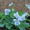 Viola Sororia 'Freckles' Violet -SunGlow Perennials Shop Viola freckles violet